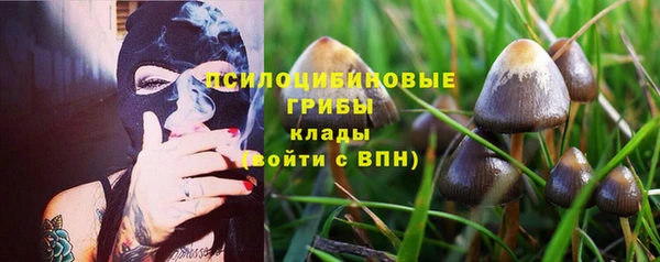 шишки Арсеньев